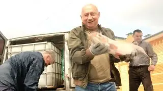 Новые обитатели озера по ул. Мира