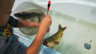 Карповый пруд в Липовке