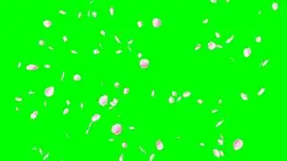 Cherry petal burst green screen effects