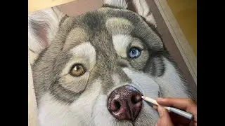 How to Draw a Realistic Dog Nose with Pastel Pencils