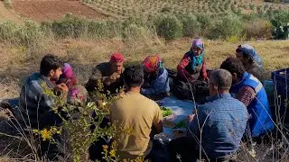 OLIVE OIL DOCUMENTARY - OLIVE OIL FROM FIELD TO TABLE - HOW IS OLIVE OIL PRODUCED?