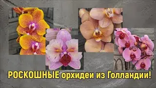 Новая поставка от 