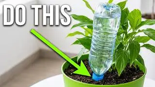Water plants while on vacation using water bottles