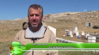 Mersin’de yayla balı sağımı