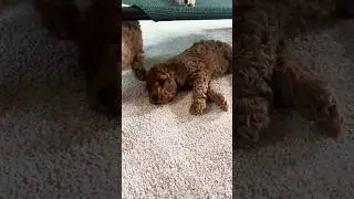 Fall pups 3