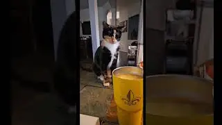 Помогите отучить кота делать вот так👉,умора 🤣🤣🤣