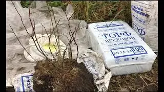 Как правильно посадить голубику