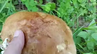 Пешком в лес, мои первые грибы в конце июня.