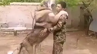 World Biggest Dog
