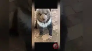 Забрал бы себе домой?