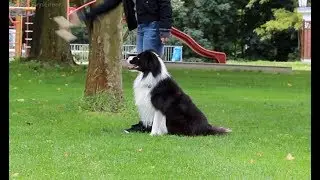Obedience training - Sido