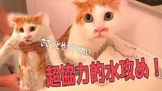 猫を捕まえたので洗ってみたらめちゃくちゃ協力的だったwww