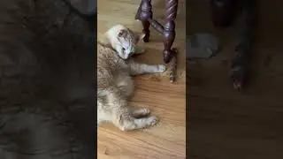 Cesar the cat, purr o meter working overtime