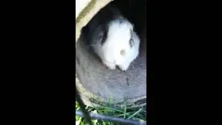 Bertrand Russell, the white rabbit, is heavily fortified from the legions of cats