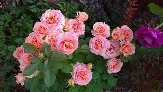 Фееричное цветение розы ВИВЬЕН ВЕСТВУД😍