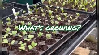 Look at what’s growing now! Zone 9, UK