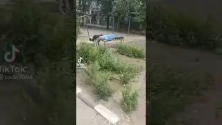 собака трётся членом и яйцами об руку наркомана 