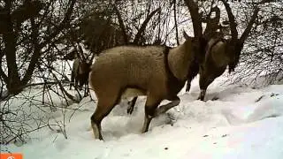 Armenian Dance Yarkhushta by Bezoar Goats
