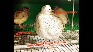 Мои НОВЫЕ питомцы 20/02/2021// перепел ФЕНИКС серебристый И золотистый + СЕЛАДОН / Мари Мистик ПТИЦЫ