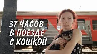 37 ЧАСОВ в поезде с кошкой