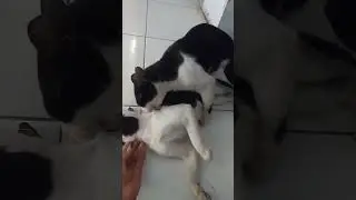 Cerita Kucing Liar 5 - Lagi dielus malah di gituin 😂