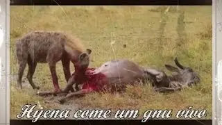 Hyena come gnu vivo