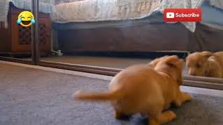 Funny Dog. Reflection