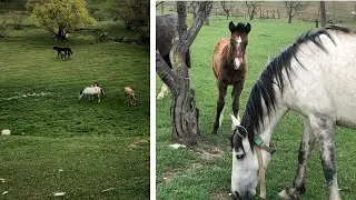Лошади в природе.  Дагестан.