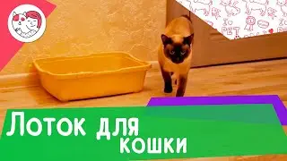 4 критерия выбора лотка для кошки