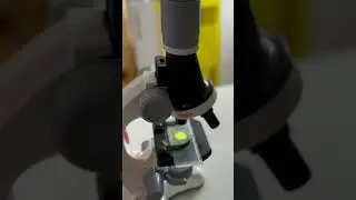 Белые пятна на рассаде томатов 