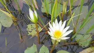 Flowers Water Lilies vs Lotus Water Garden Plants, Nymphaea vs Nelumbo in Viet Nam