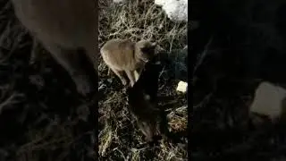 РАЗБОРКИ МАРТОВСКИХ КОТОВ 