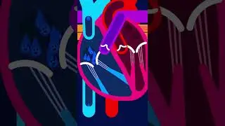 The Mechanism of Heart #shorts