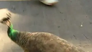 san diego zoo