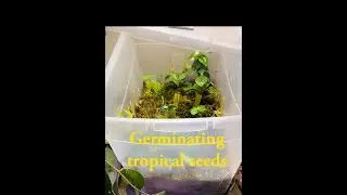How to germinate tropical fruit seeds / How to grow tropical plants from seed