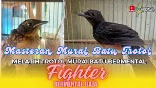 SUARA JERNIH    !!! MASTERAN MEWAH UNTUK MURAI TROTOL   PASTOL #pancinganmuraibatucepatbunyi