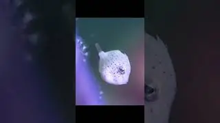 Как можно быть такими милыми 😍 #дайвинг #милыеживотные #diving #fish #путешествия #travel
