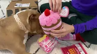 Barkbox February 2022 Opening | Sweetie Pies Barkery