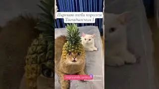 король тык-дык, жизнь с кошками!