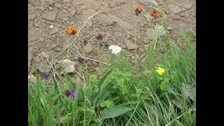 Wiesława Kwinto-Koczan - Pożegnanie Majstra Biedy