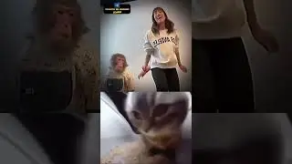 CHIPY CHIPY CHAPA CHAPA. #cat #cats #music #explore #shorts
