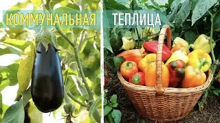 Коммунальная теплица: выращиваю разные культуры под одной крышей. Кто с кем соседствует, а кто нет?