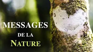 Comment communiquer avec un arbre facilement – témoignage d’une expérience personnelle
