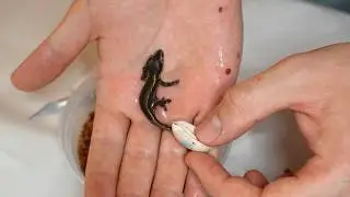 Gecko Hatches in My Hand