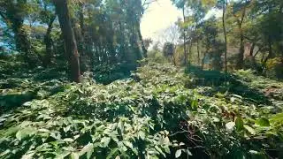 Lost in Coorg 4 C's Little Paradise | GoPro Hero 9 