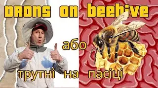 розводжу трутневий розплід