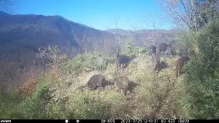 Branco di cinghiali 🐗 - Wild Boar - Sus Scrofa  