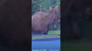 Лось на дороге #automobile #юмор #ремонт #прикол #топ #crash #автосервис #смех