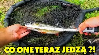 DOPASUJ SIĘ do NATURALNEGO POŻYWIENIA RYB !