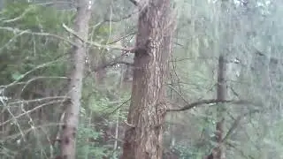 Собаки лают на белку.